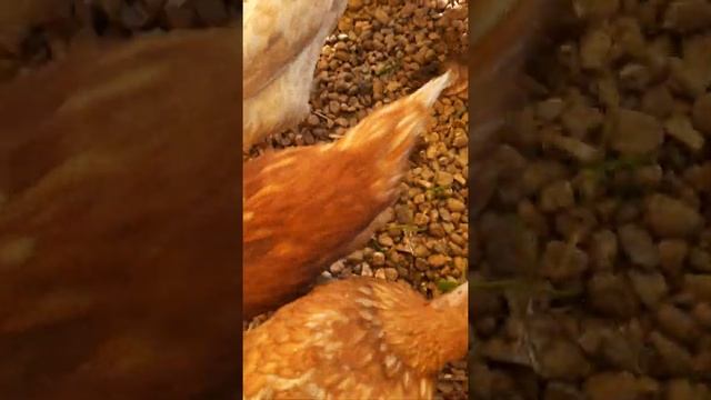 Чем кормим кур на полдник? смотреть онлайн