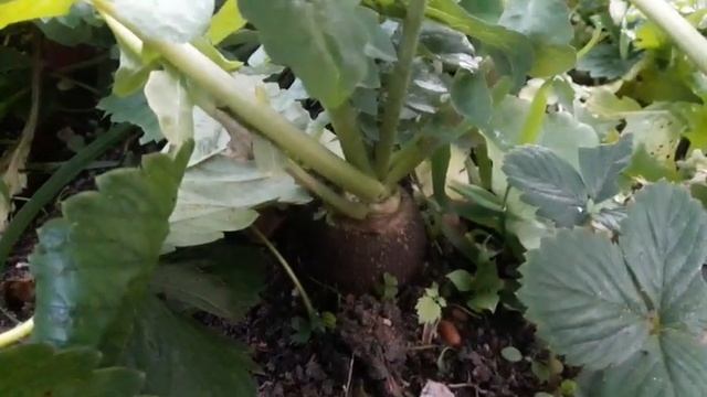 Урожай2020 Клубника краснеет и огурчики малинка редис Красный Великан Новые грядочки смотреть онлайн