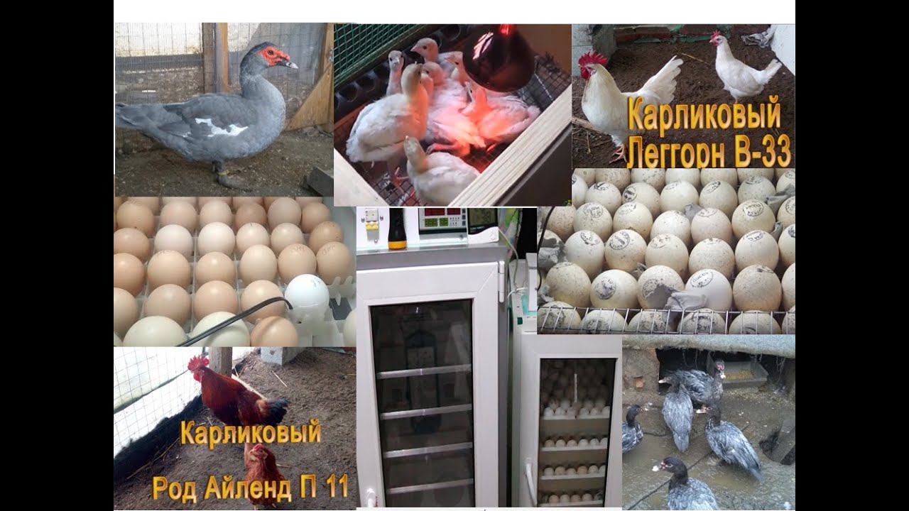 Открываем инкубационный сезон 2020 года. смотреть онлайн