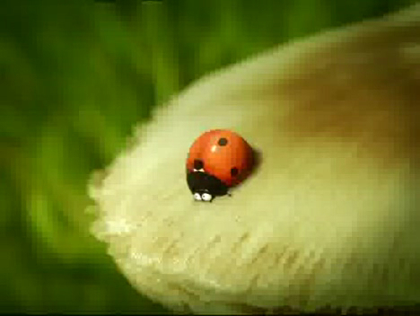 Мелюзга. 41. Правильное зернышко. La Bonne Graine.