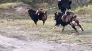 Монгольский банхар