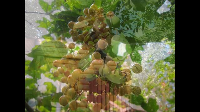 Дачная рапсодия... смотреть онлайн