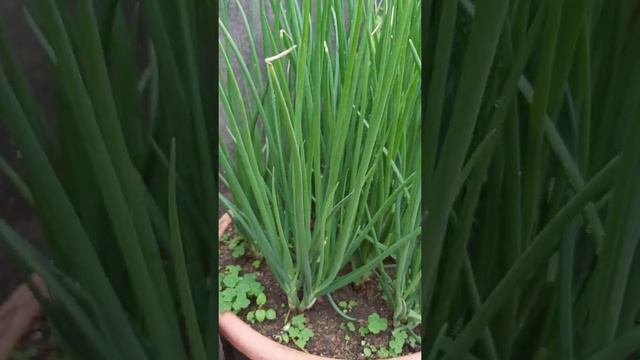 Taiwan native red onion in a pot. смотреть онлайн