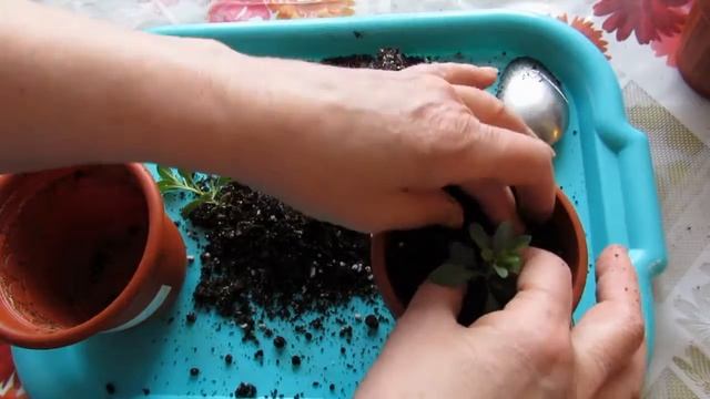 Пикировка калибрахоа каблум. 5 из 10 смотреть онлайн