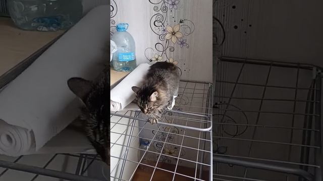 реакция кошки на закипающий чайник со свистом)) смотреть онлайн