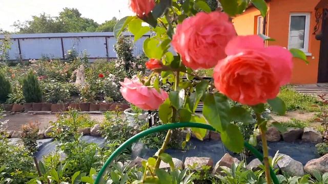 Роза Сахара (Sahara) и Роза Rosanna (Розанна) июль 2022 смотреть онлайн