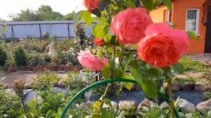 Роза Сахара (Sahara) и Роза Rosanna (Розанна) июль 2022