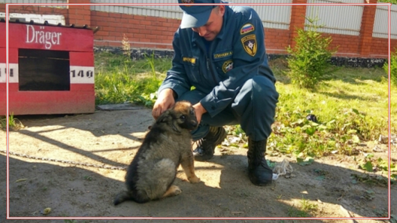 МЧС приехали в пустой дом – покормить собаку, которую когда-то спасли… смотреть онлайн