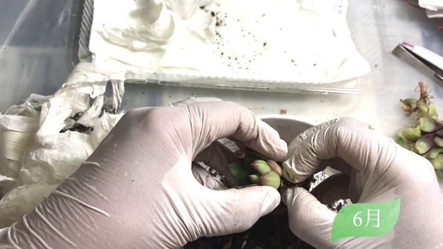 118【多肉植物】多肉狩り！梅雨から夏の変化・100均アイテム箱庭 смотреть онлайн