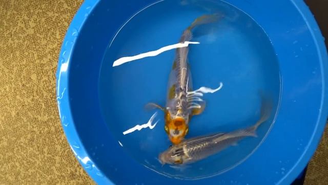 Вуалевые кои. Двухлетки. смотреть онлайн