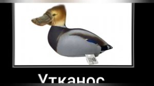 БЛОПТОП + ШИЗА =