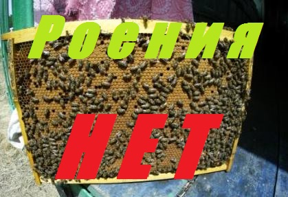 Пасека не роится.Мирный договор с пчелами.Я даю им работу пчелы не роятся..mp4 смотреть онлайн