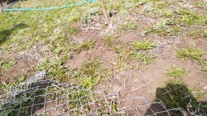 Сетка Рабица.Как быстро разделить сетку рабицу  на две части.