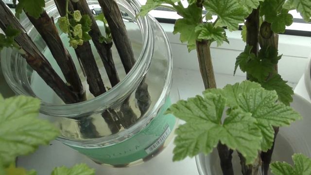 САМЫЙ ЛУЧШИЙ СПОСОБ РАЗМНОЖИТЬ КРАСНУЮ ЧЕРНУЮ ЗЕЛЕНУЮ СМОРОДИНУ И КРЫЖОВНИК ЧЕРЕНКАМИ смотреть онлайн