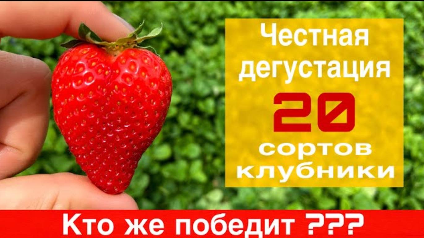 Обзор+сортов.Дегустация.Ариана,Шарлотта,Гарда,Мальвина,Флэр,Флорида+Бьюти,Моллинг,Клеопатра...и+др.-