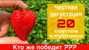 Обзор+сортов.Дегустация.Ариана,Шарлотта,Гарда,Мальвина,Флэр,Флорида+Бьюти,Моллинг,Клеопатра...и+др.-