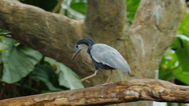 Colorful Birds in 4K - Planet Earth 4k |Beautiful Bird Sounds Nature Relaxation 4K.Dura Nice Office смотреть онлайн