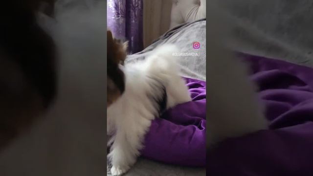 Это что за порода...??? Куколка Шанель, продажа! #бивер #бивертерьер #биверйорк #биверщенки