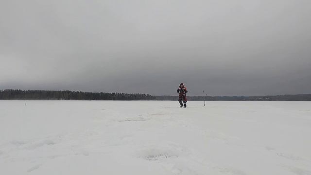 КАК ЛОВИТЬ СУДАКА ЗИМОЙ НА ВИБЫ MARVIE, TsuYoki, НАРВАЛ с ПРАКТИК 6S. и программой ACTIVE CAPTAIN.