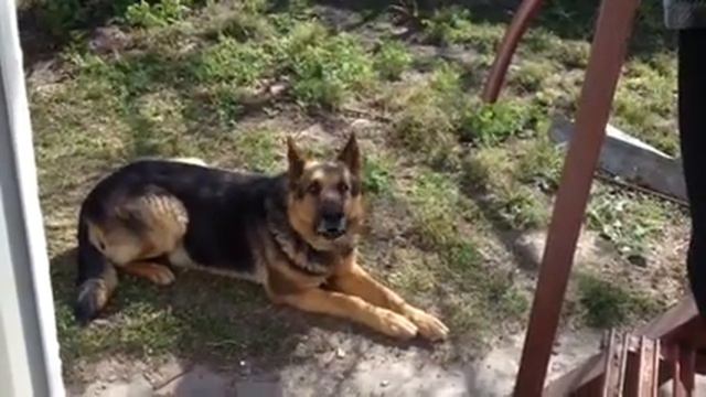 Собака поет смотреть онлайн