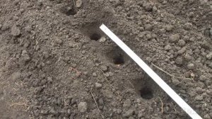 Под занавес сезона Посадка озимого Рокамболя