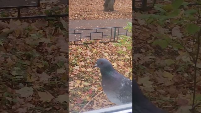 Сегодня День Матери! Всех мам поздравляем! Мира,здоровья и счастья вашим детям!?❤️??? смотреть онлайн