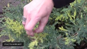 Можжевельник средний Блю энд Голд / Можжевельник посадка и уход / хвойные растения