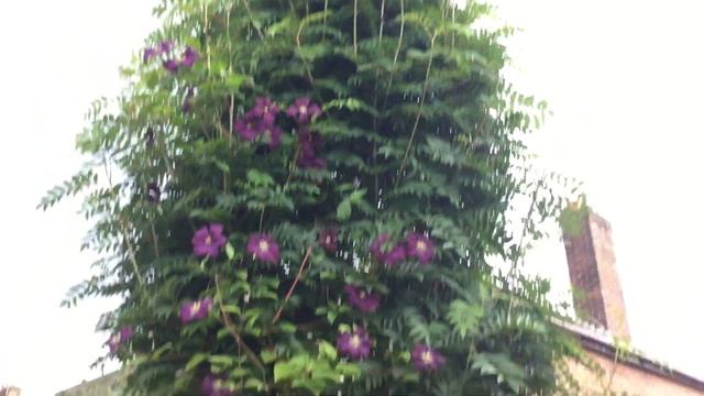 Clematis Etoile Violette growing up my Sorbus Autumn Spire tree very happily смотреть онлайн
