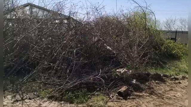 Расчистка участка от поросли и веток