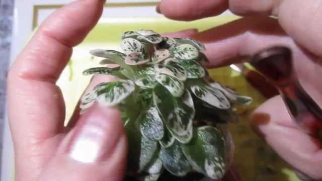 Новая микроминиатюрная фиалка Н-Ночная Роса в моей коллекции.Процесс удаления пасынков. смотреть онлайн