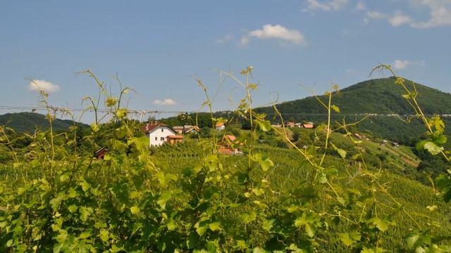 Ansambel Maj - Dežela cvička смотреть онлайн