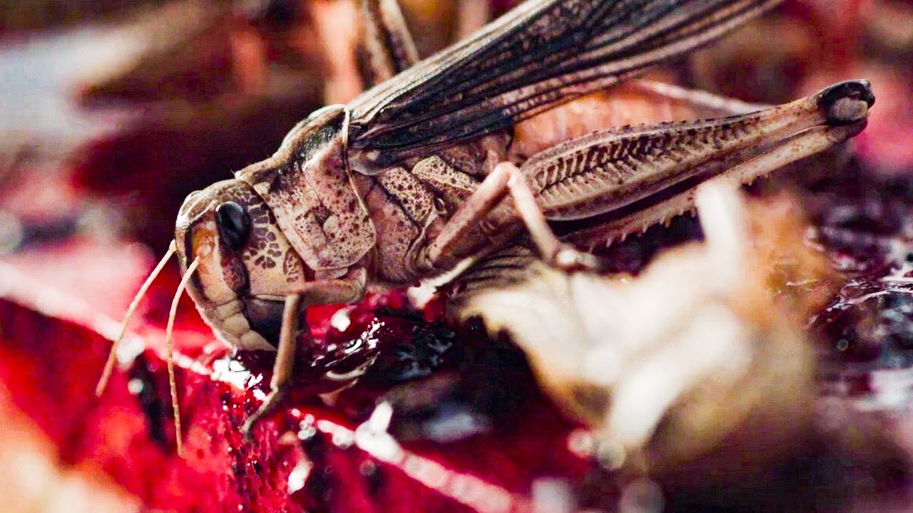 Рой ? Русский трейлер ? Фильм 2021 смотреть онлайн