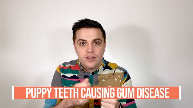 Puppy Teeth Didn't Fall Out - Here is What Happened To Our Labradoodle смотреть онлайн