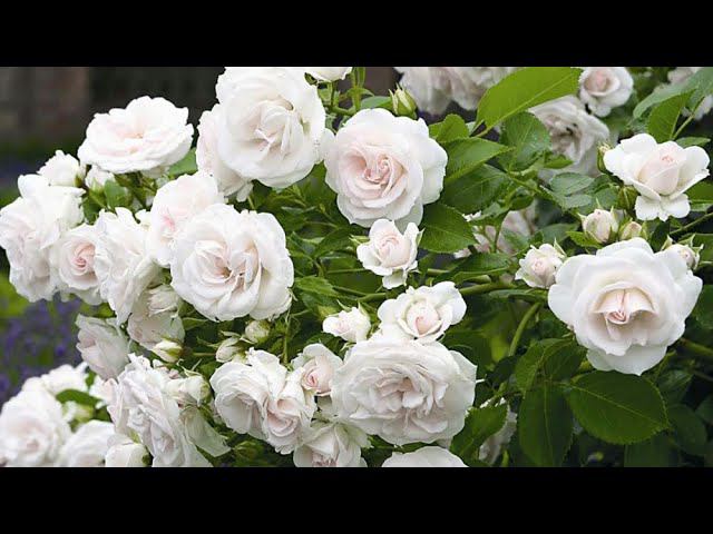 РОЗА АСПИРИН L Большой розарий