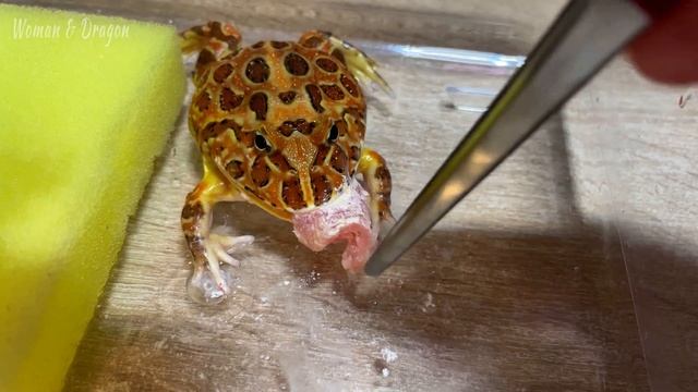 Творческий Путь