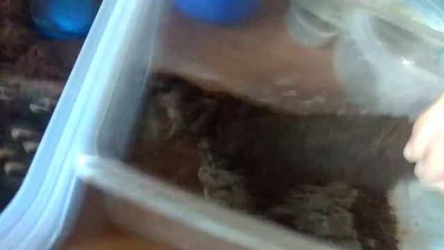 Пересадка паука птицееда Acanthoscurria Geniculata в новый дом смотреть онлайн