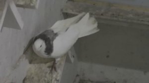 "КОЛЛЕКЦИОНЕР" ижевские голуби (Izhevsk pigeons)
