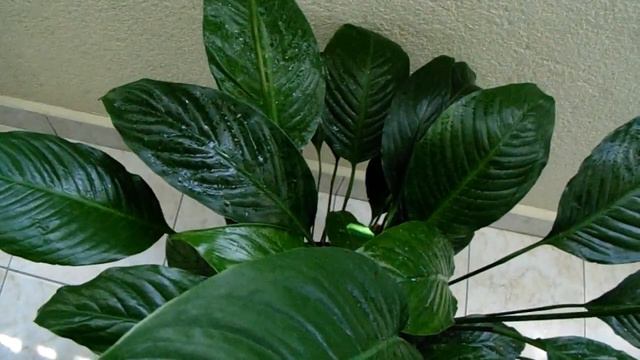 Peace Lily - Spathiphyllum Wallisii смотреть онлайн