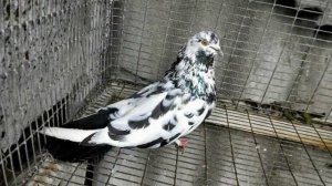 НИКОЛАЕВСКИЕ  ГОЛУБИ  ВЛАДА БУЧЕЛОВСКИЙ