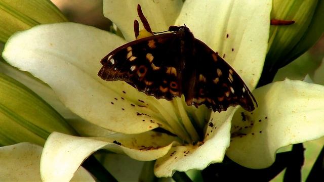 Цветок жизнерадостности: лилия ЛА-гибриды. Flower Of Cheerfulness: Lily LA Hybrids.
