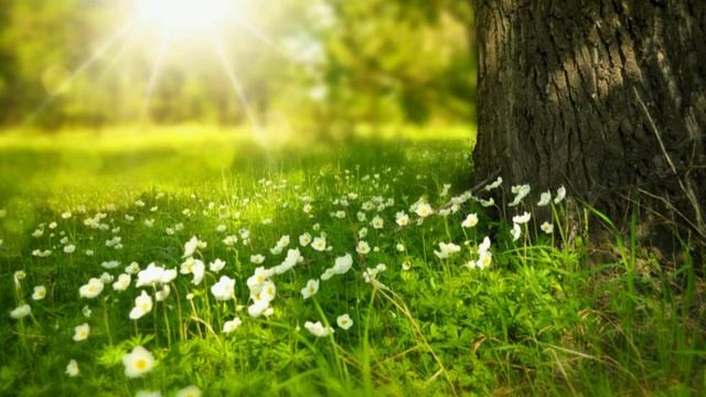 ОЧЕНЬ КРАСИВЫЙ и спокойный звук ПРИРОДЫ для отдыха и СНА. RELAX. смотреть онлайн