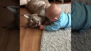 Рысь играет с ребенком