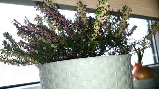 Тайна долголетия! Цветок жизни! Радикулит, ревматизм, подагра. Вереск. Heather. смотреть онлайн