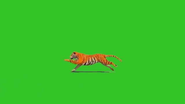 Running Tiger Green Screen-Tiger Green Screen video(after effects, premiere pro, ps adobe photoshop смотреть онлайн