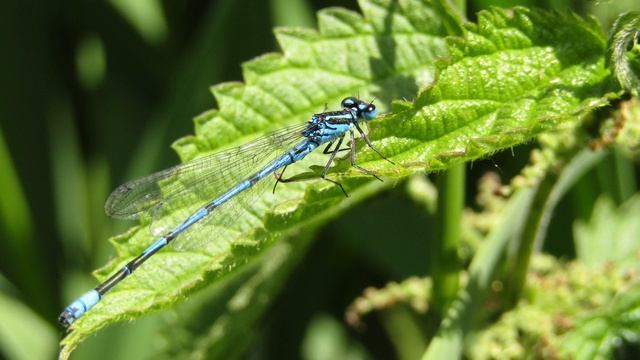 Canon Powershot SX430 IS Sample Photos