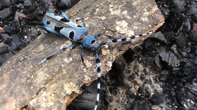Дачная жизнь - Пепельный на пепле | Dacha Life - Ashes To Ashes