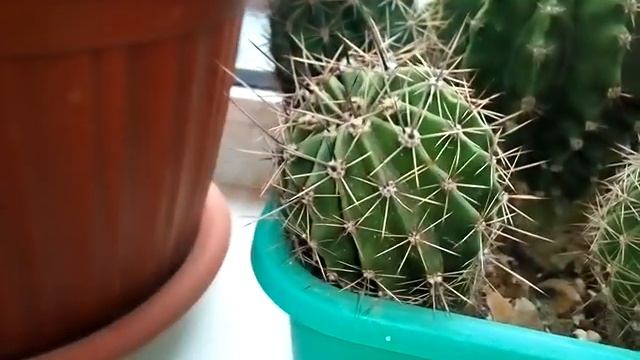 Кактусы. С чего всё началось? смотреть онлайн