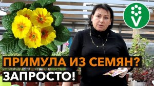 Как и какую ПРИМУЛУ ПОСАДИТЬ для фантастического цветения?