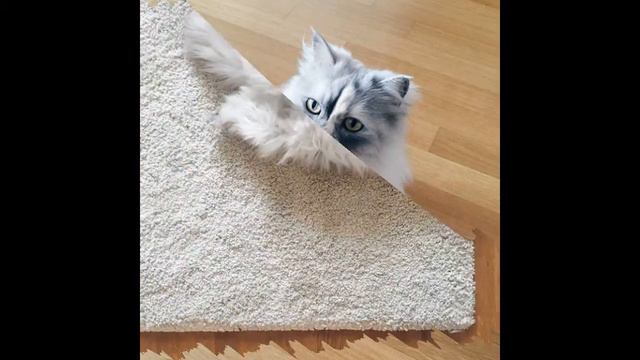 Meet Alice, An Adopted Cat With The World’s Most Beautiful Marble Fur смотреть онлайн