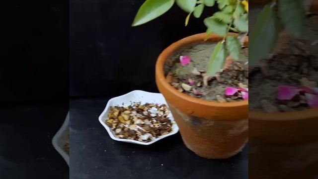 Best Homemade NPK fertilizer for plants using tea leaves and eggshells смотреть онлайн